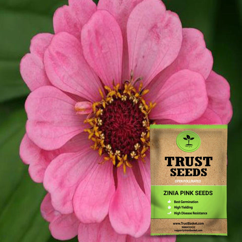 Buy Best Zinia Plant Seeds Online - Zinia pink seeds (OP)