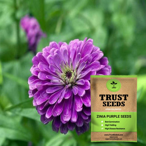 Gardening Products Under 99 - Zinia purple seeds (OP)