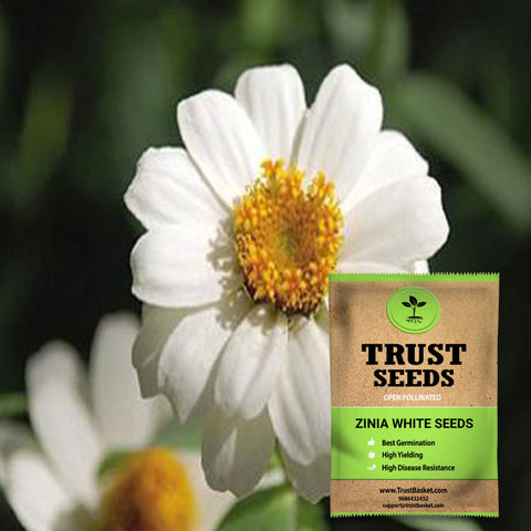 Buy Best Zinia Plant Seeds Online - Zinia white seeds (OP)