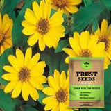 Zinia yellow seeds (OP)