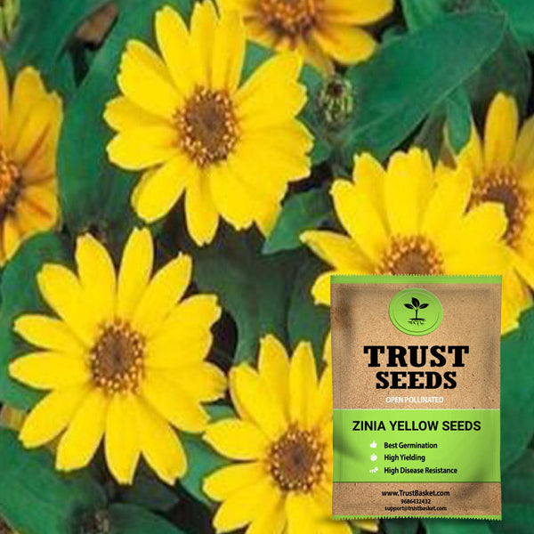 Zinia yellow seeds (OP)