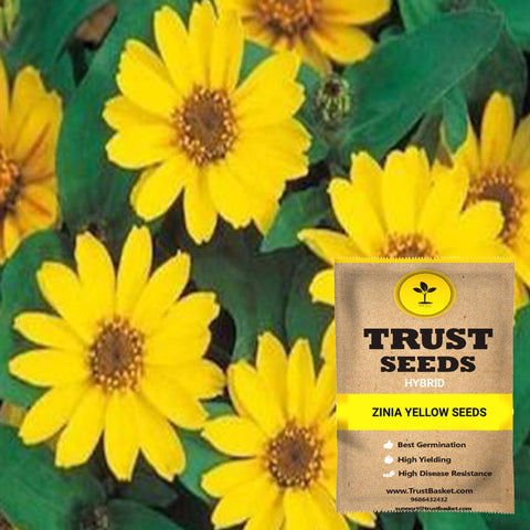 Buy Best Zinia Plant Seeds Online - Zinia yellow seeds (Hybrid)