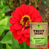 Zinia red seeds (OP)