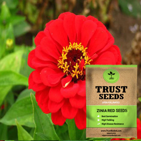 Zinia red seeds (OP)