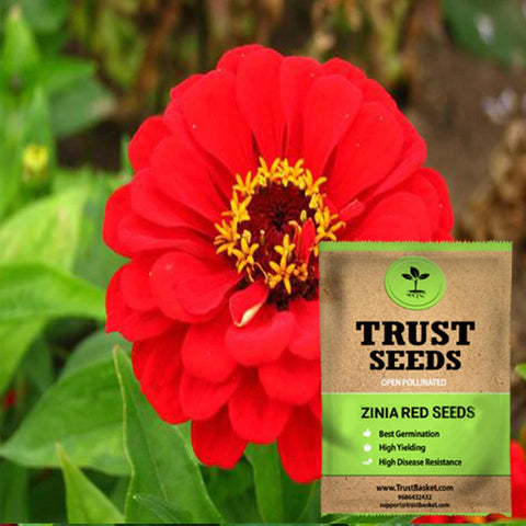 Buy Best Zinia Plant Seeds Online - Zinia red seeds (OP)
