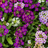 Alyssum mixed seeds (Hybrid)