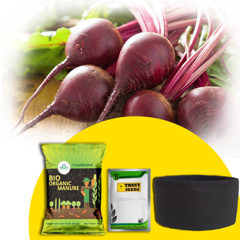 Best Vegetable & Gardening Kit in India - TrustBasket Micro greens Kit (Beetroot)