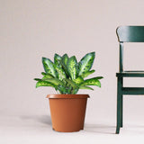 Bhuvi Round plastic pots 16