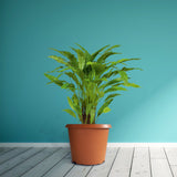 Bhuvi Round plastic pots 16