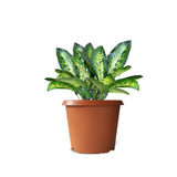 Bhuvi Round plastic pots 16