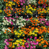 Vertical Gardening Pots With Metal Panel (16 Pots)