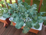 Brocoli seeds (Hybrid)
