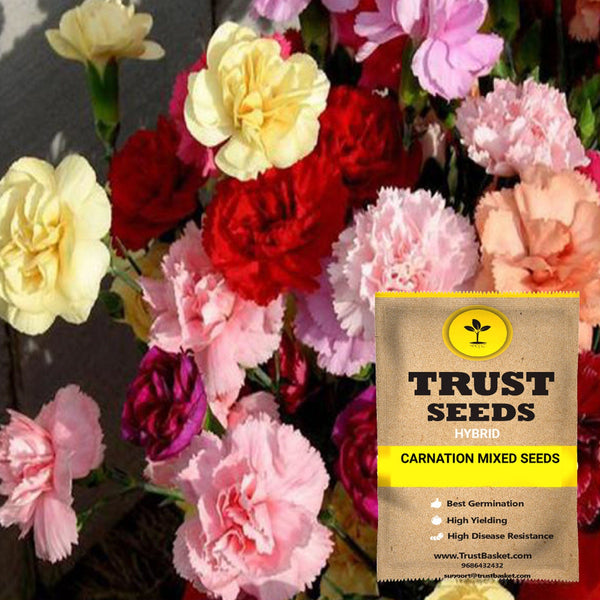 Carnation mixed seeds (Hybrid)