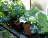 Cabbage seeds (Hybrid)