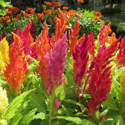 Buy Best Celosia Plant Seeds Online - Celosia plumosa mixed seeds (Hybrid)