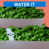 TrustBasket Amaranthus Grow Kit