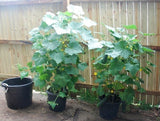 Cucumber green seeds (Hybrid)