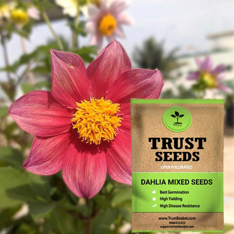 Colorful Designer made planters - Dahlia mixed seeds (Open Pollinated)