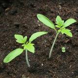Tomato round seeds (Hybrid)