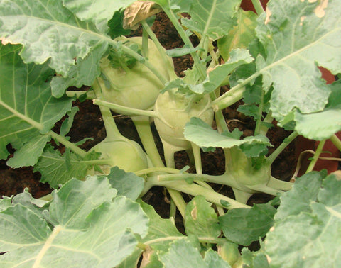 Knolkol Buy Knol Khol Seeds online | Best Knol Khol Seeds in India-TrustBasket