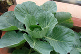 Cabbage seeds (Hybrid)