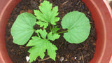 Bitter gourd seeds (Hybrid)