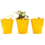 Set of 5 Tiny Bucket Planters - Assorted   Colors