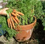 Carrot normal seeds (Hybrid)