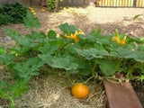 Pumpkin seeds (Hybrid)