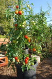Tomato round seeds (Hybrid)