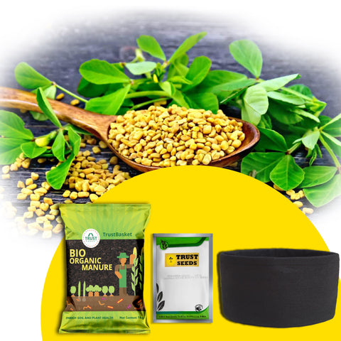 Best Vegetable & Gardening Kit in India - TrustBasket Micro greens Kit (Fenugreek)