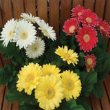 Gerbera mixed seeds (Hybrid)-Contains around 10 - 15 seeds