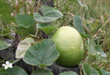 Bottle gourd round seeds (Hybrid)