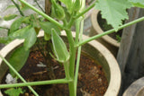 Bhindi seeds-Hybrid