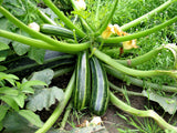 Summer Squash - Chappn Kaddu seeds (Hybrid)