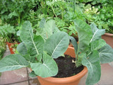 Cabbage seeds (Hybrid)