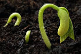 Tomato round seeds (Hybrid)