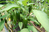 Chilli green long seeds (Hybrid)