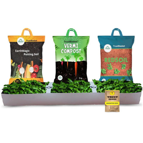 Best Vegetable & Gardening Kit in India - TrustBasket Amaranthus Grow Kit