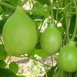 Latughiya Seeds (Hybrid)