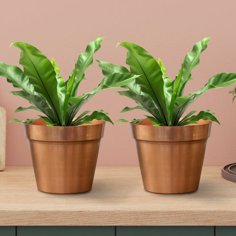 Liana Planter - Set of 2