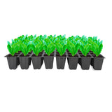 TrustBasket 40 cavity Seedling cup (pack of 10)
