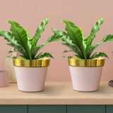 Cypress Planters - Set of 2