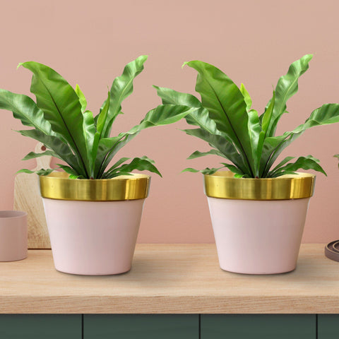 Cypress Planters - Set of 2