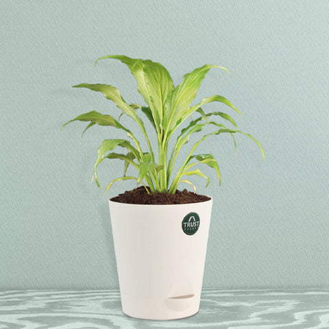 All Indoor Plants - Peace lily Plant with Attractive Self Watering Pot (Assorted color pot)