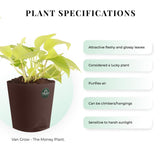 Snake plant and Money plant with Attractive Self Watering Pot (Assorted color pot)