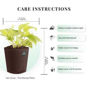 Money plant and Syngonium with Attractive Self Watering Pot (Assorted –  TrustBasket