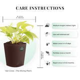 Money plant and Peace lily with Attractive Self Watering Pot (Assorted color pot)