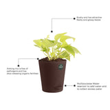 Money Plant (Gold) with Attractive Self Watering Pot (Assorted color pot)