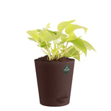 Snake plant and Money plant with Attractive Self Watering Pot (Assorted color pot)
